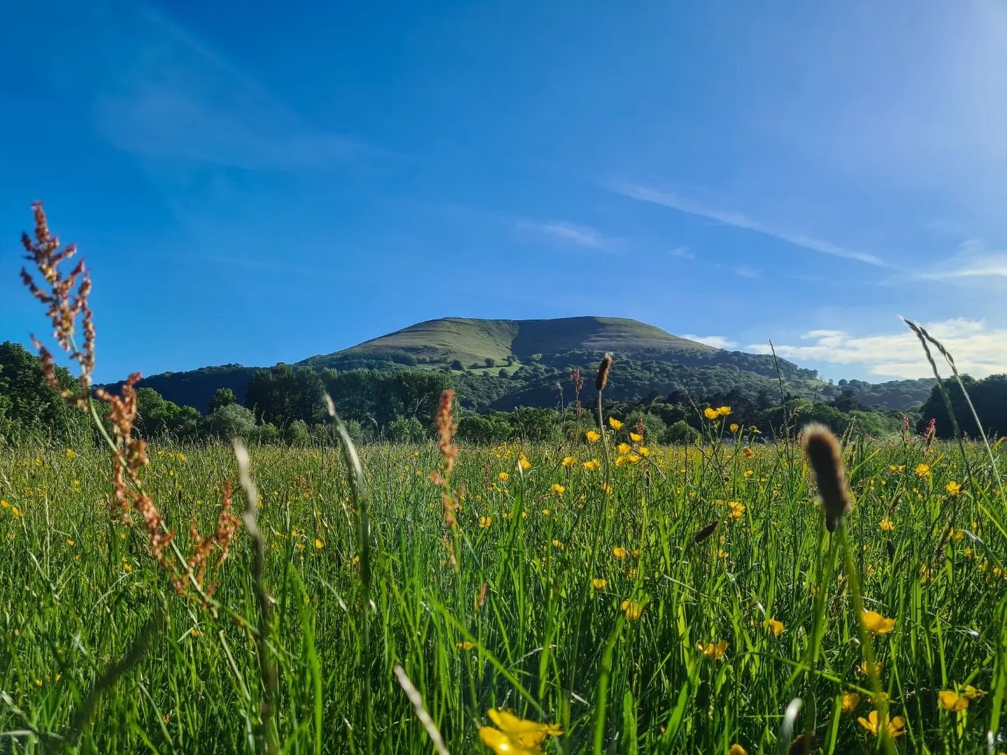 @elliott231 Blorenge Castle meadows